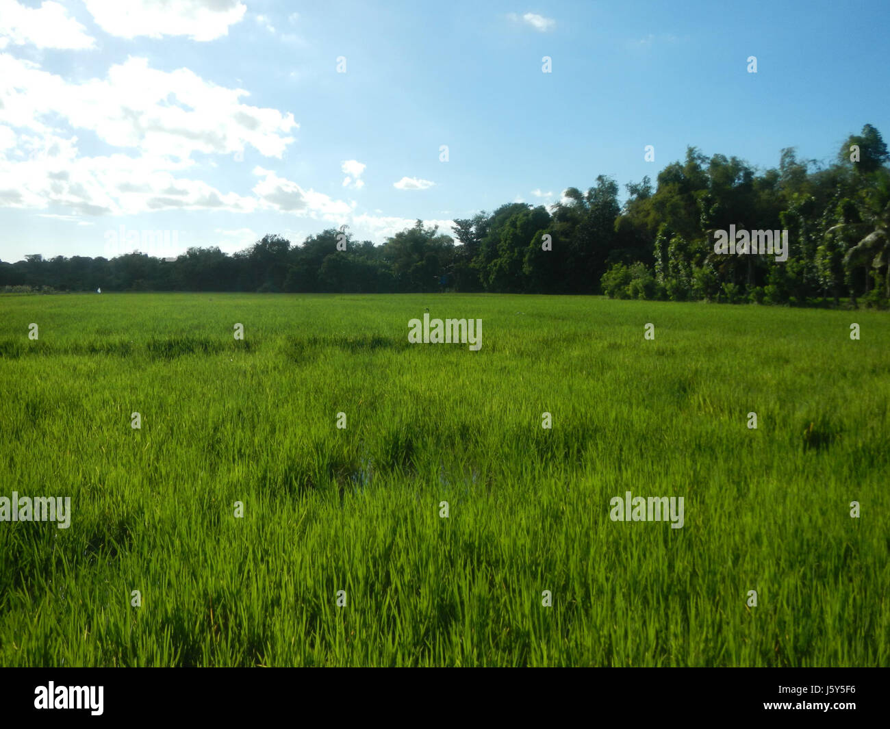 Un'immagine delle risaie lungo il progetto Arterial Road bypass fase II a Tambubong Caingin, San Rafael, Bulacan, che mette in evidenza il paesaggio agricolo di areaÂ nel mezzo dello sviluppo delle infrastrutture. Foto Stock