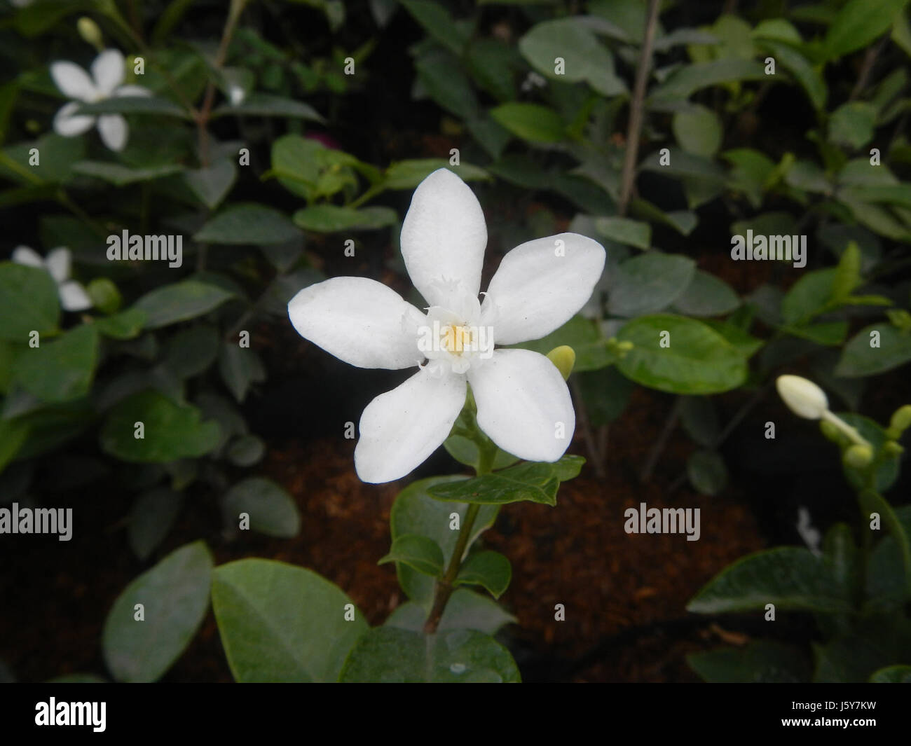 Wrightia antidysenterica, nota anche come "Angelo bianco", è una pianta in fiore originaria delle Filippine. È noto per le sue proprietà medicinali e i suoi delicati fiori bianchi, che vengono utilizzati nelle pratiche curative tradizionali. Foto Stock