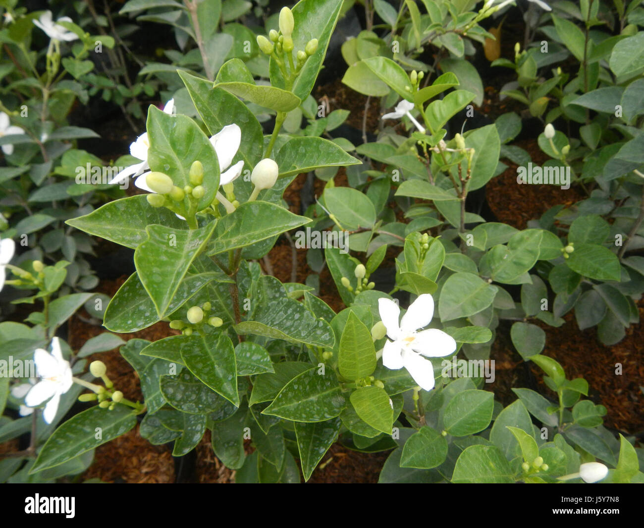La pianta White Angel (Wrightia antidysenterica) è una specie originaria delle Filippine, nota per le sue proprietà medicinali e i distinti fiori bianchi. Foto Stock