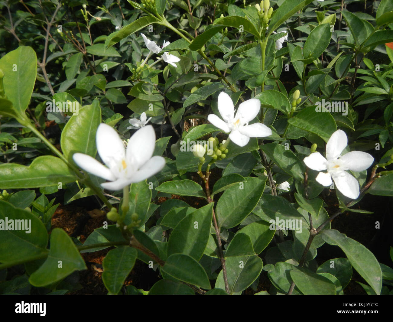 La Wrightia antidysenterica, comunemente nota come White Angel, è una pianta in fiore originaria delle Filippine. Conosciuta per i suoi fiori bianchi e profumati, è utilizzata per scopi ornamentali e nella medicina tradizionale. Foto Stock