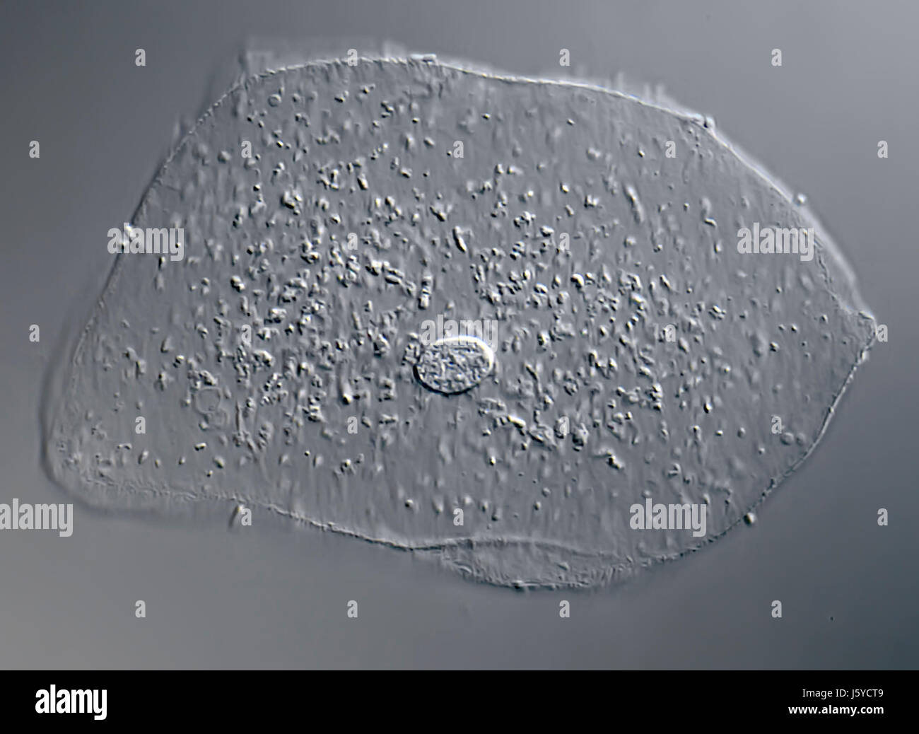 Le cellule epiteliali della bocca Foto Stock