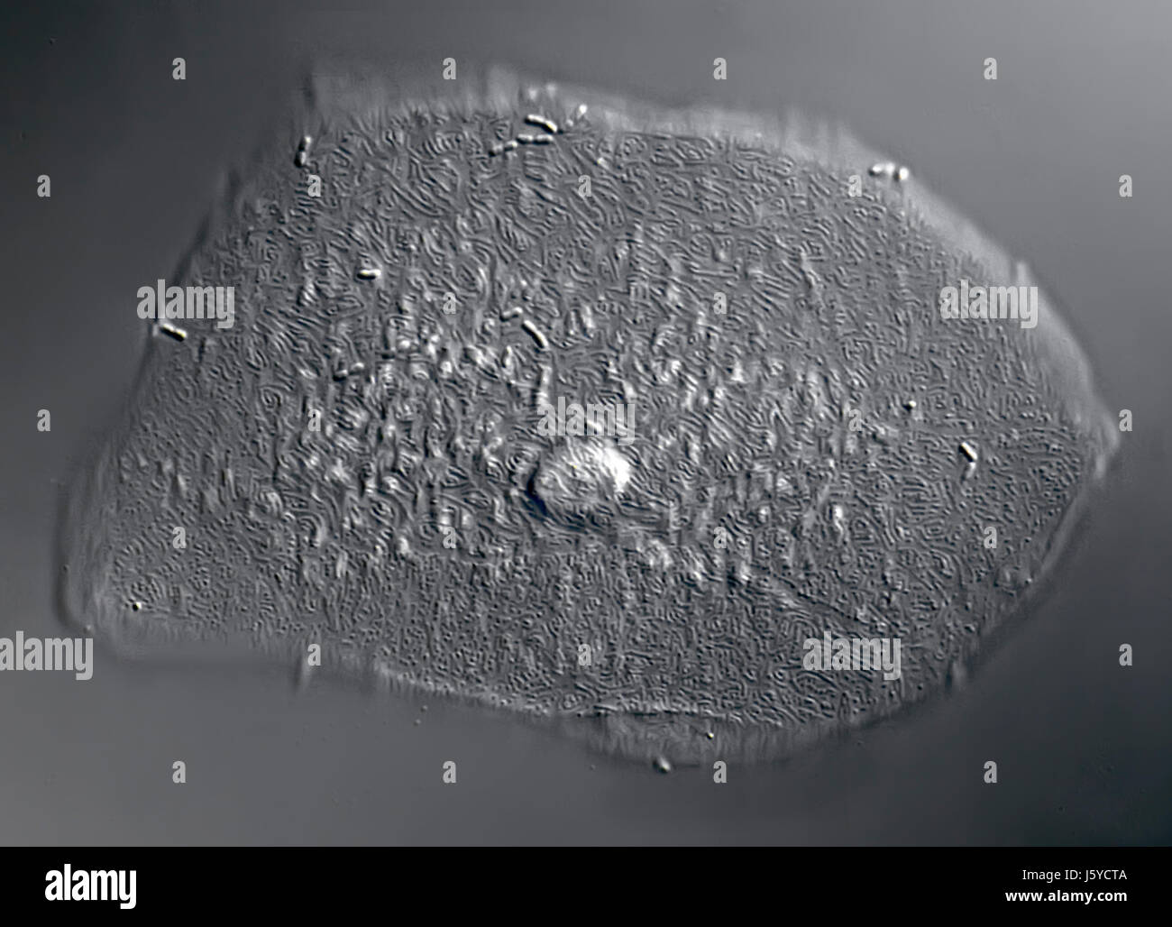 Prestazione medicalmente bocca medico nucleo cellulare significa agente farmaco medicina Foto Stock