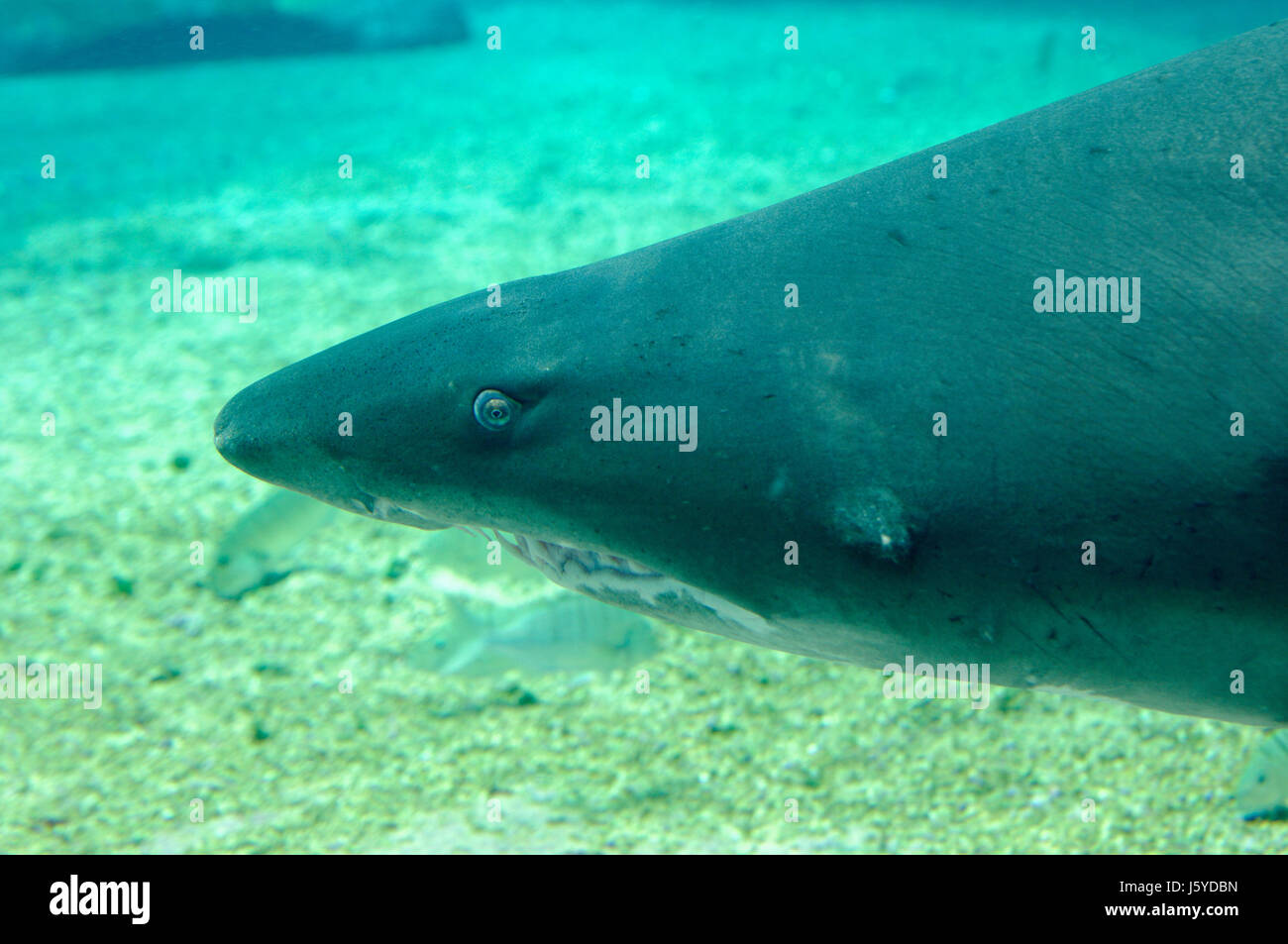 Bocca pesce muso subacquea shark pericolosi pericolosi bocca animale animali Foto Stock