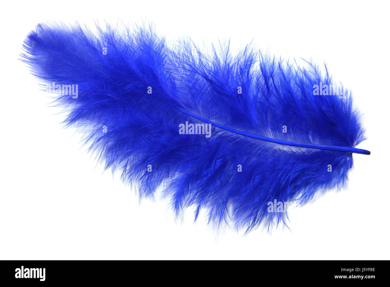 Blue isolato di soffice piuma istruzione bianco uccello sfondo ala luce di sfondo Foto Stock