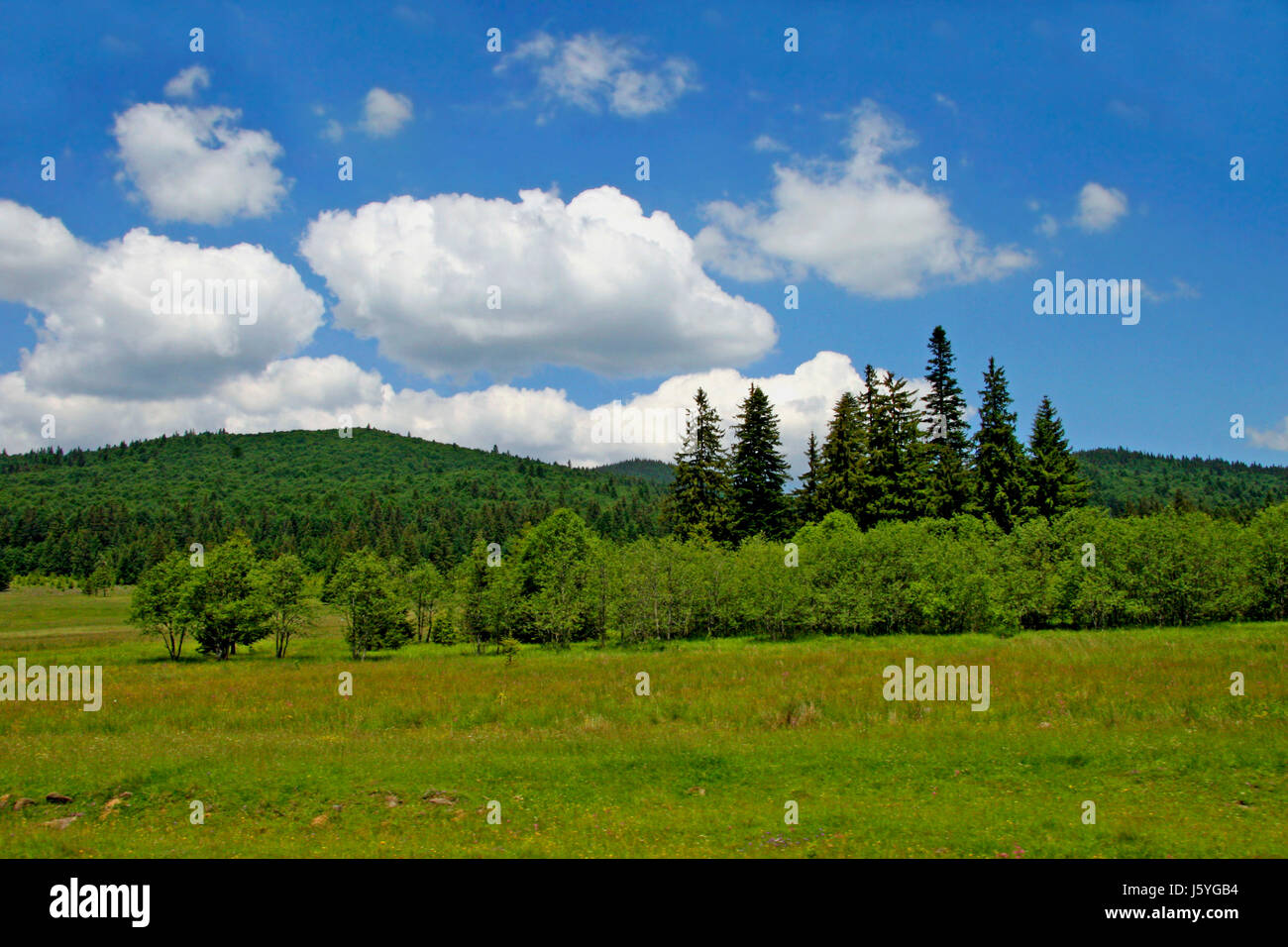 Alberi ad albero romania scenario campagna natura transilvania blue tree alberi hill Foto Stock