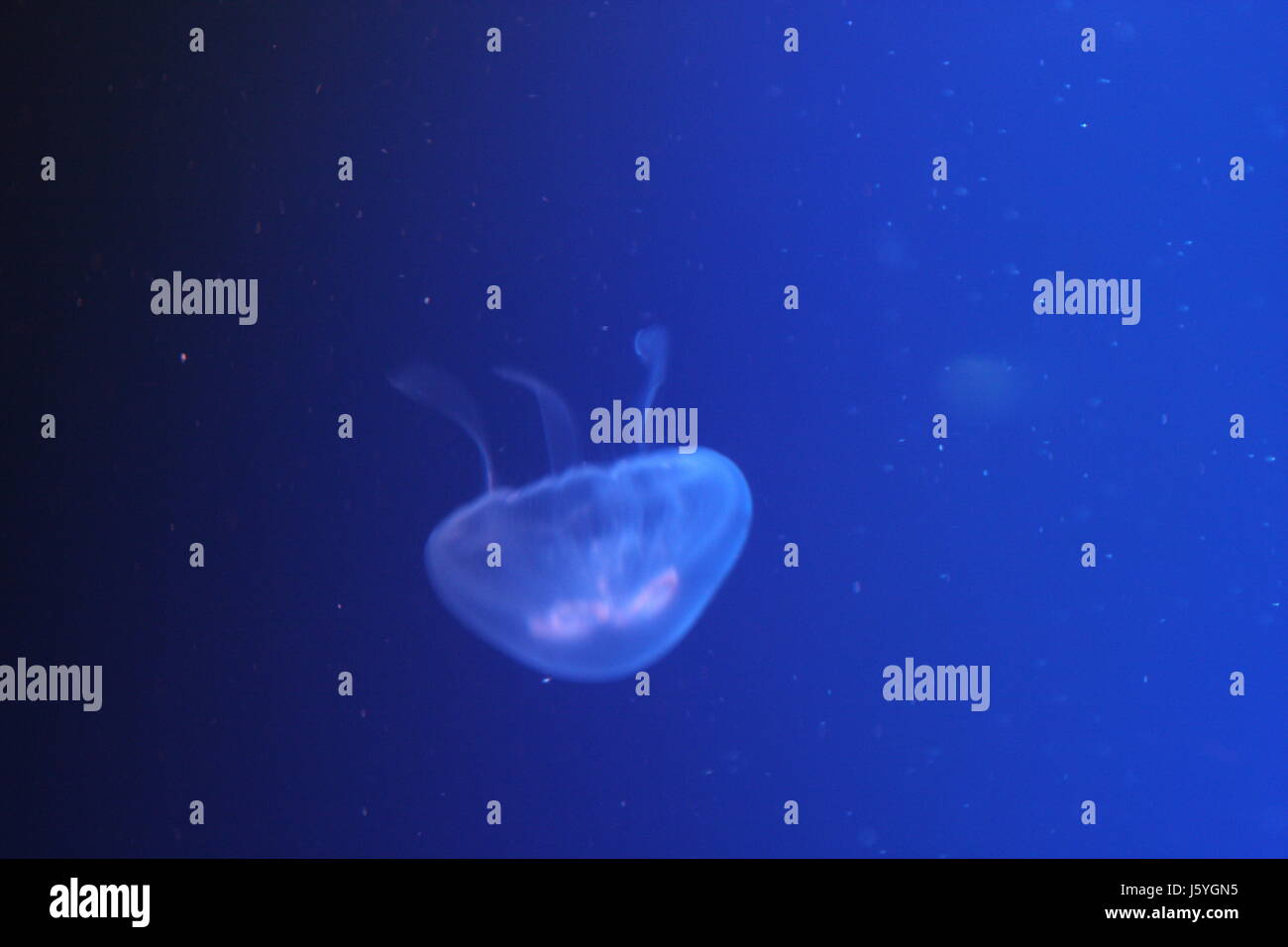 Sale blu acqua oceano mare Meduse acqua blu mollusco animali selvatici acqua nord Foto Stock