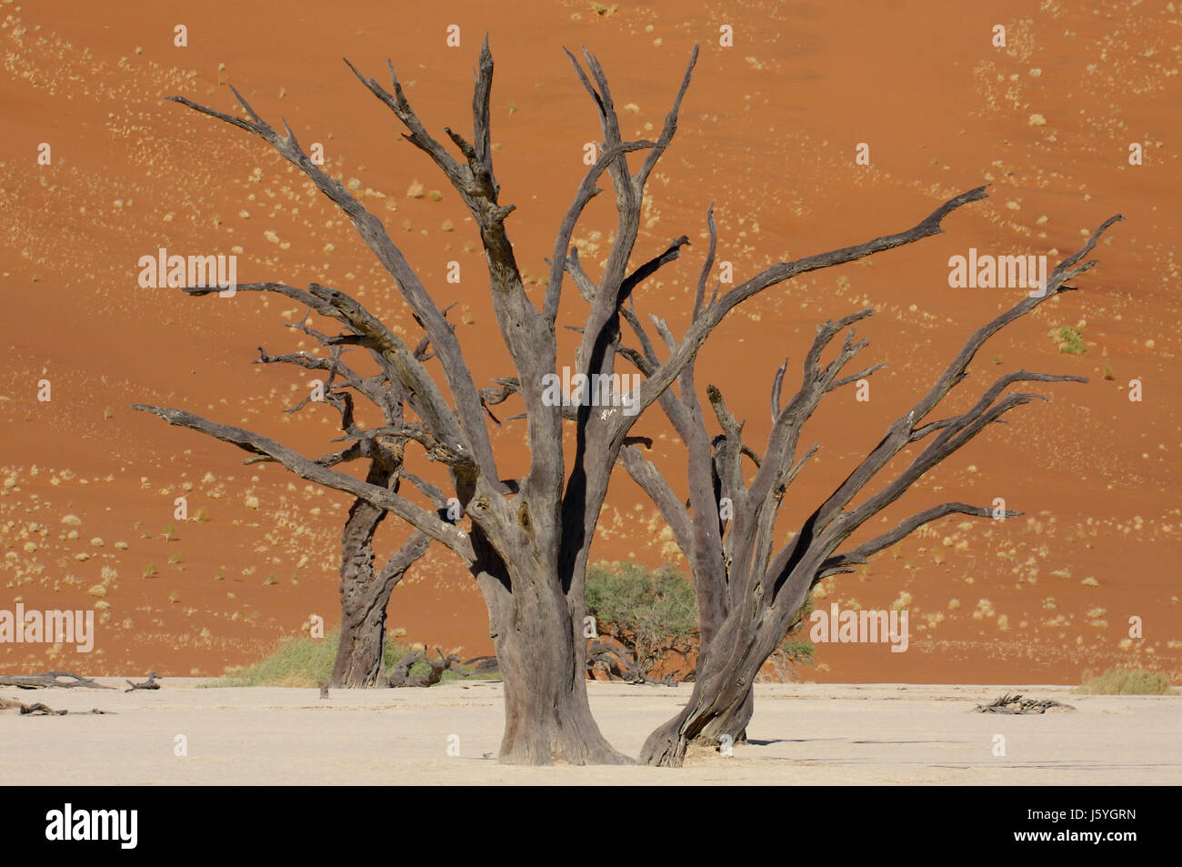 Tree vasto deserto essiccato a secco fino arido deserto morto wasteland africa namibia Foto Stock