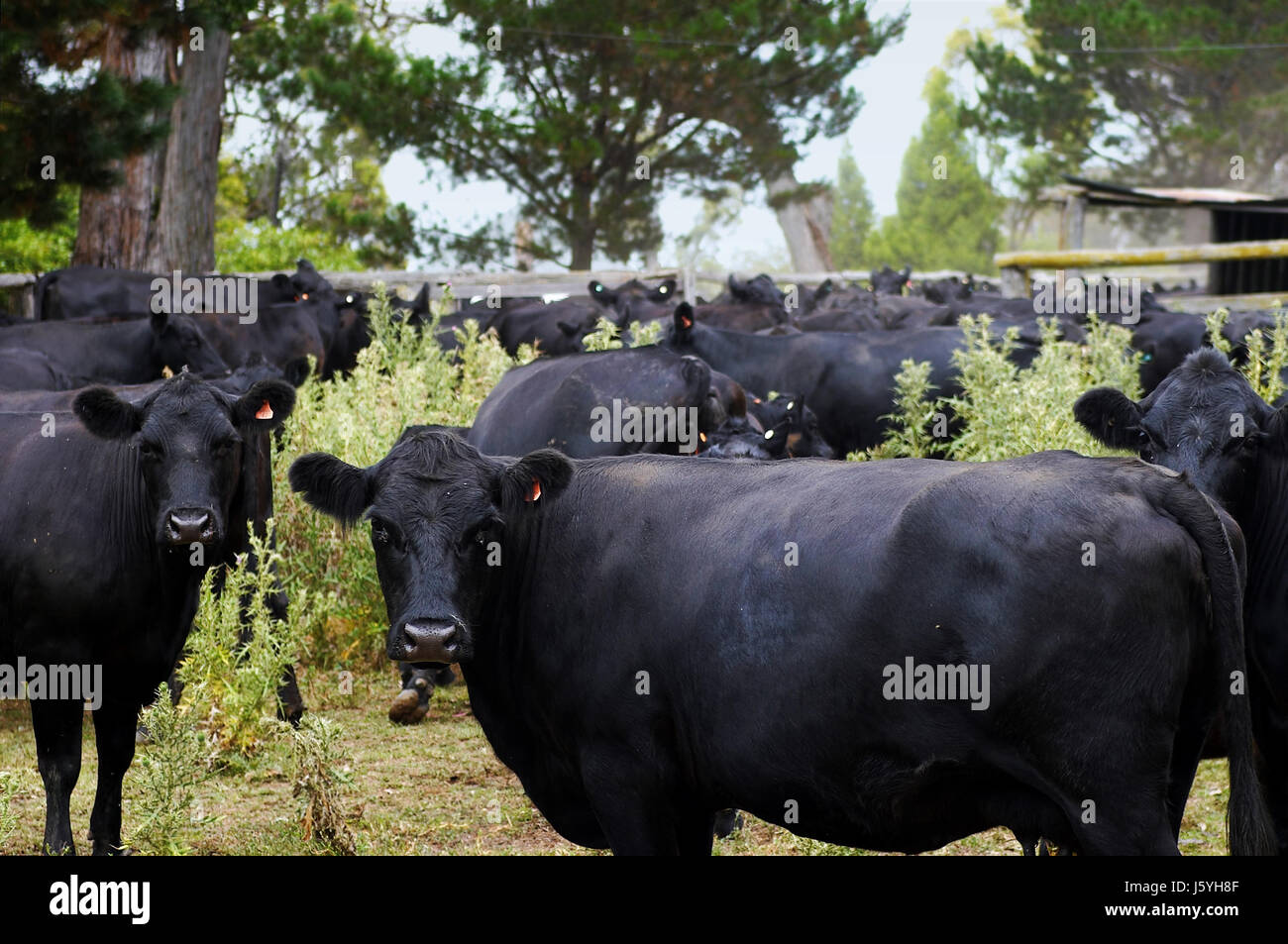 Nero jetblack swarthy deep black cow bestiame animale stazione girare a spirale nero Foto Stock