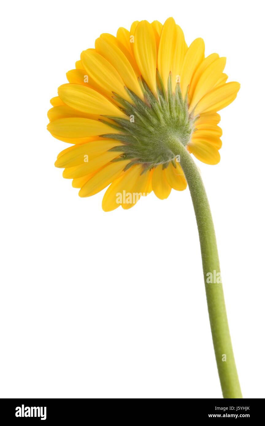 Isolato di piante e fiori su bianco giallo vicino beauteously bella bella macro Foto Stock