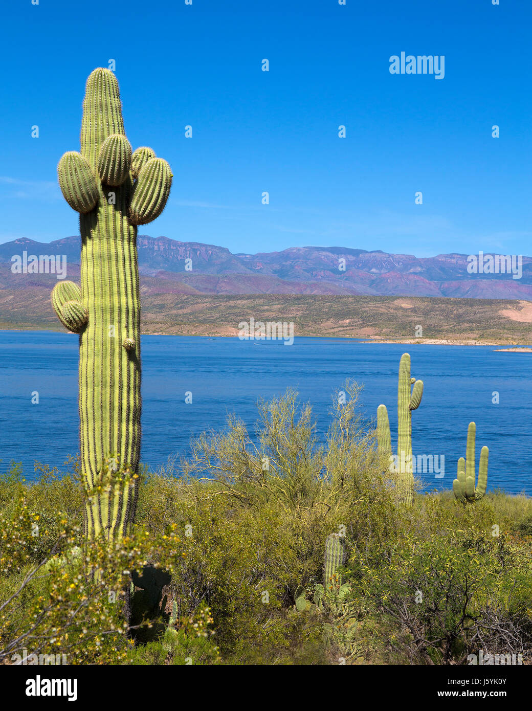Theodore Roosevelt Lake, Arizona Foto Stock