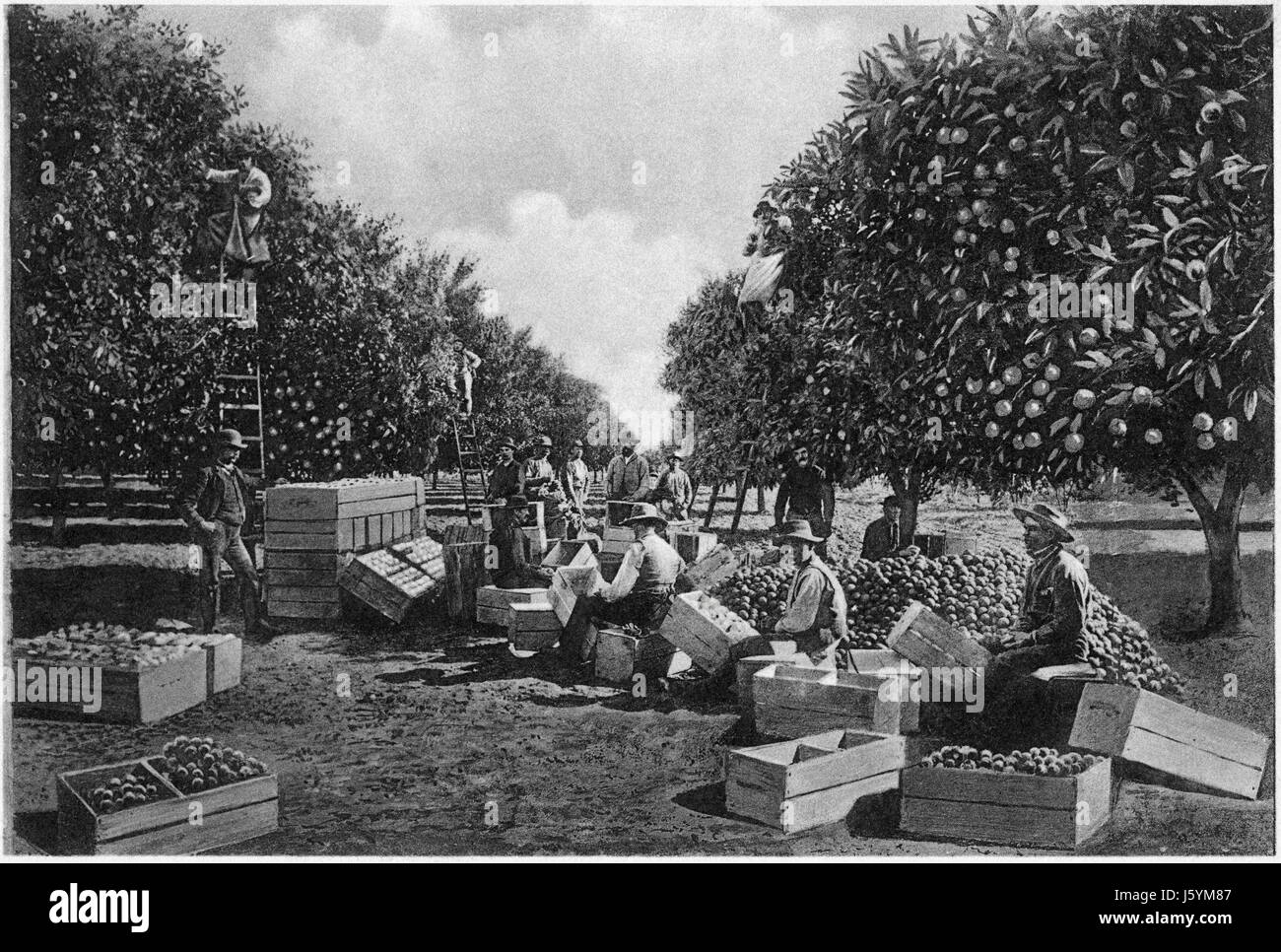 Lavoratori raccolta di arance, Riverside, California, fotoincisione, Denison News Co., 1903 Foto Stock