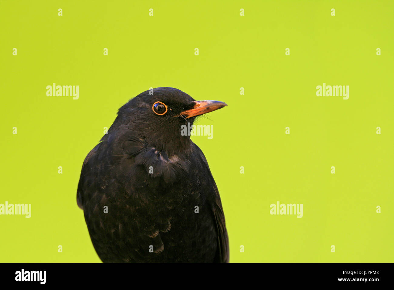 Ritratto verde occhi piume becco di sfrangiamento disegno visibile foto Foto Stock