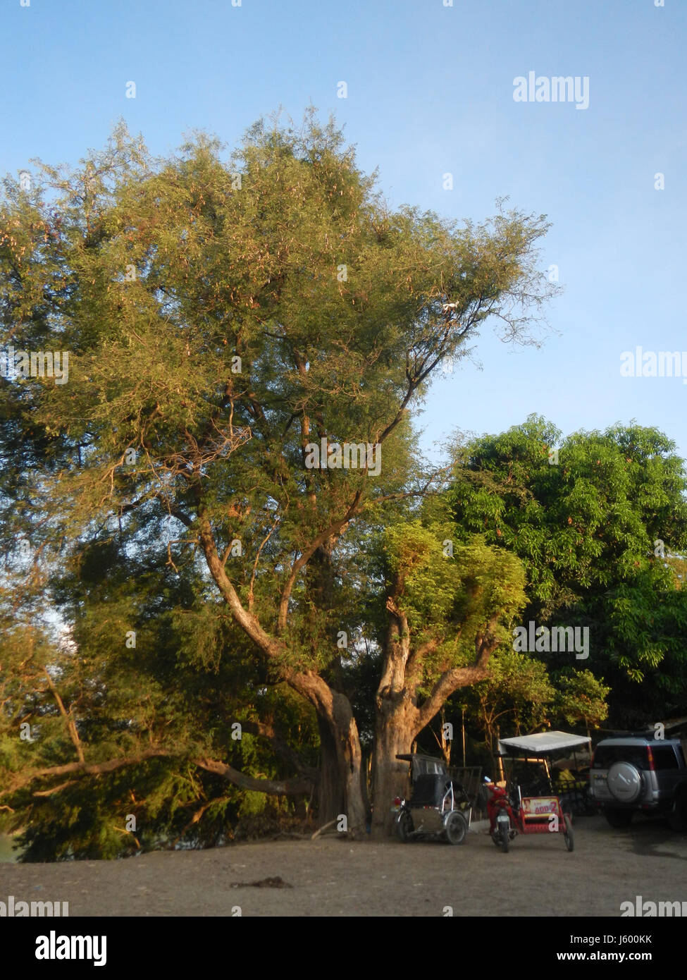 0148 Patrimonio albero Sampaloc Lanang Candaba Pampanga Tamarindus indica 01 Foto Stock