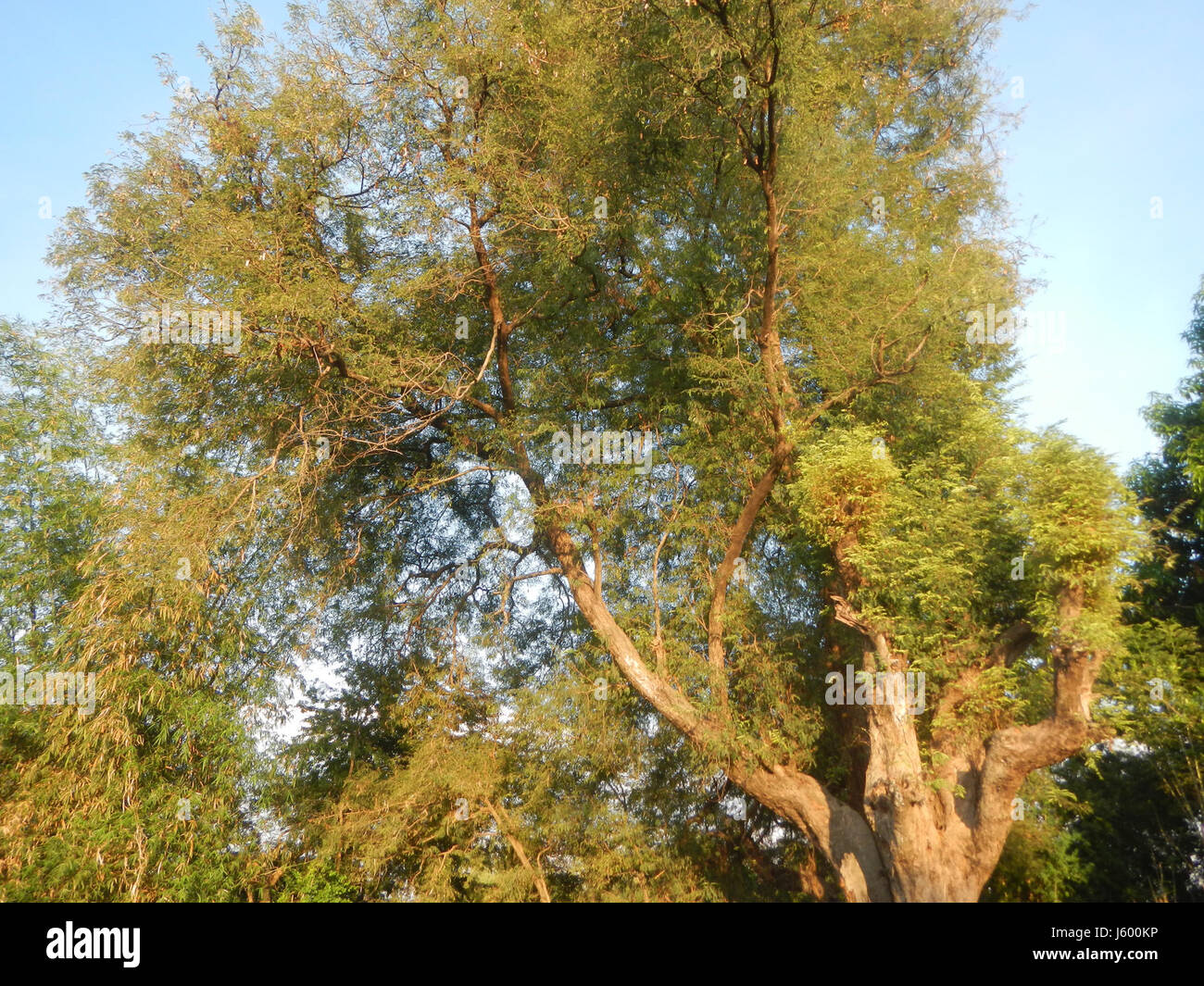 0148 Patrimonio albero Sampaloc Lanang Candaba Pampanga Tamarindus indica 04 Foto Stock