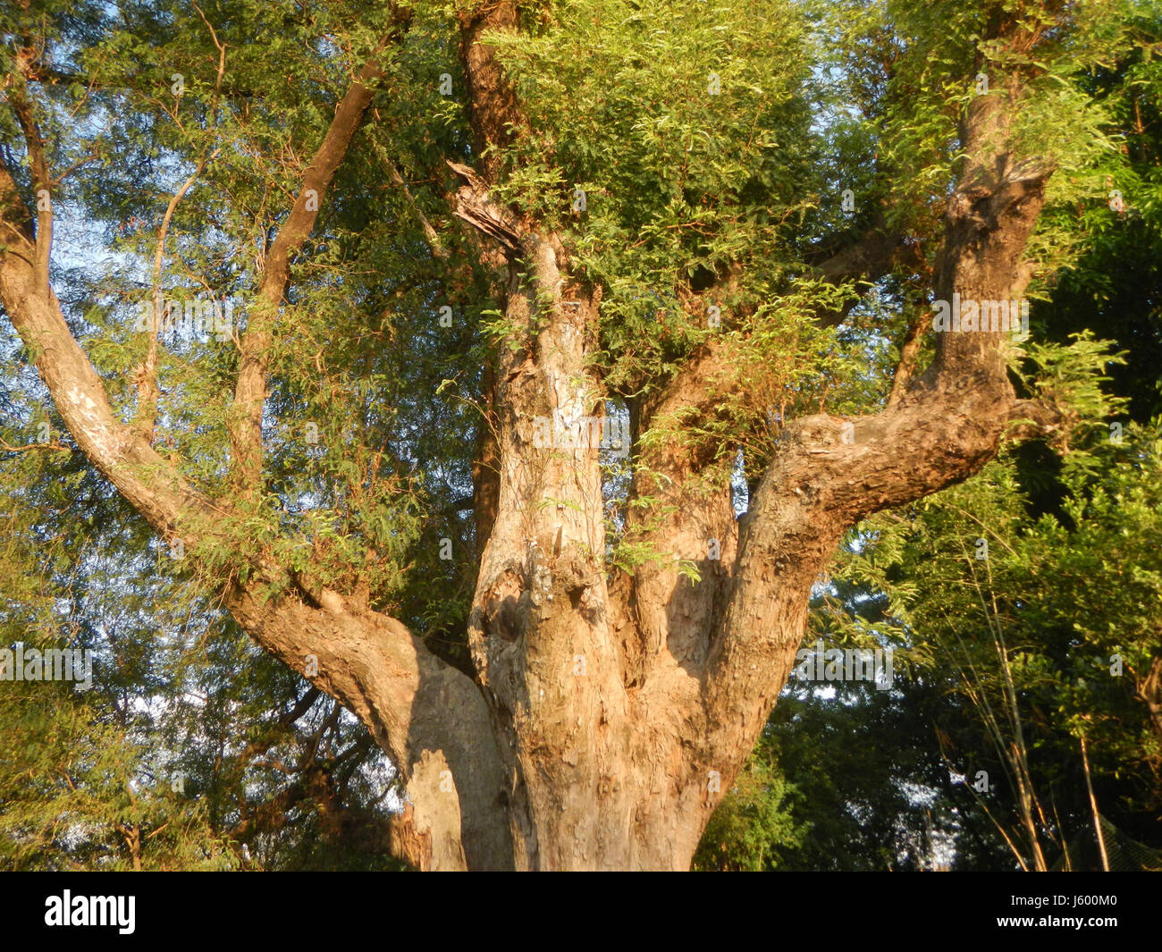 0148 Patrimonio albero Sampaloc Lanang Candaba Pampanga Tamarindus indica 09 Foto Stock