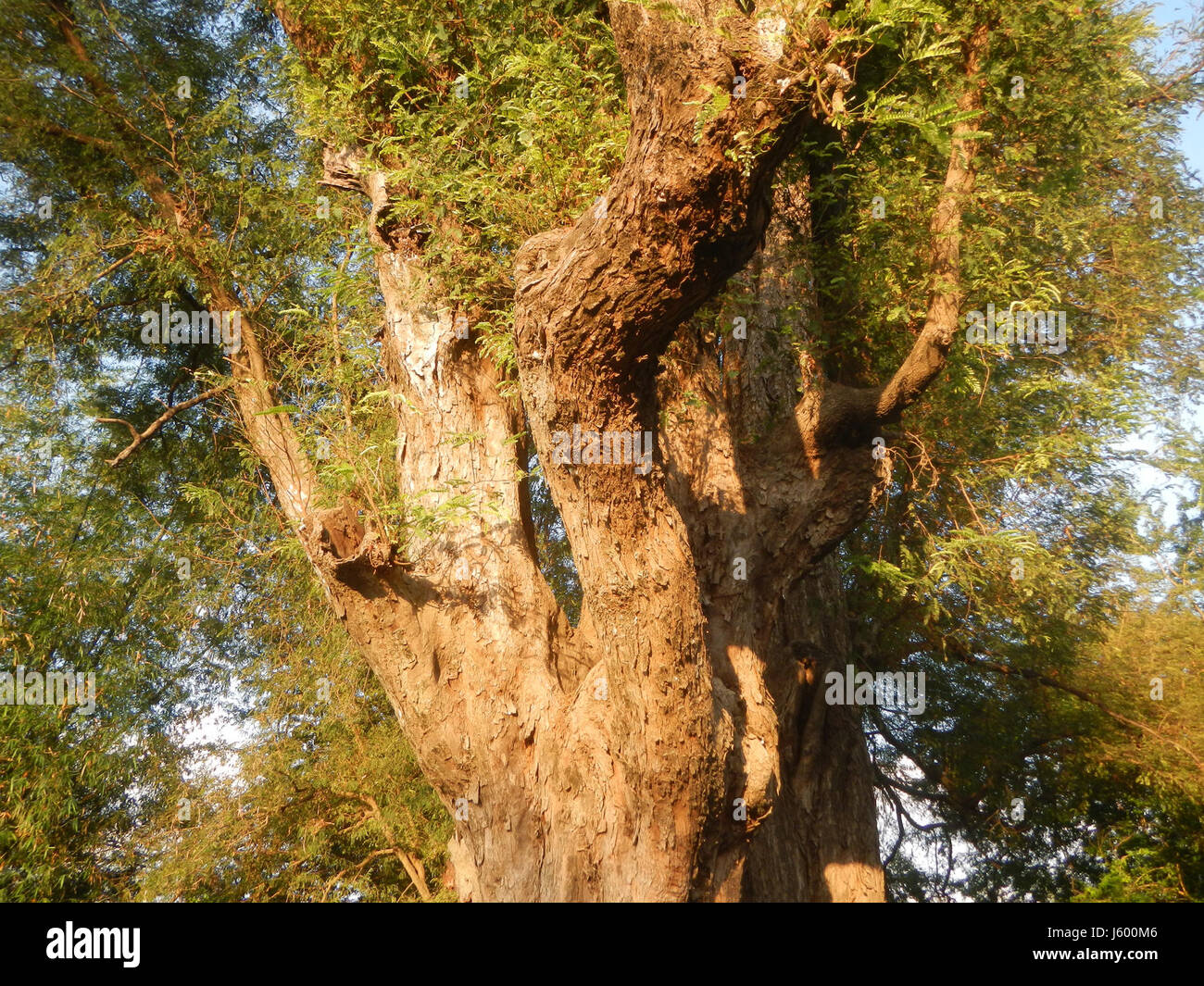 0148 Patrimonio albero Sampaloc Lanang Candaba Pampanga Tamarindus indica 15 Foto Stock