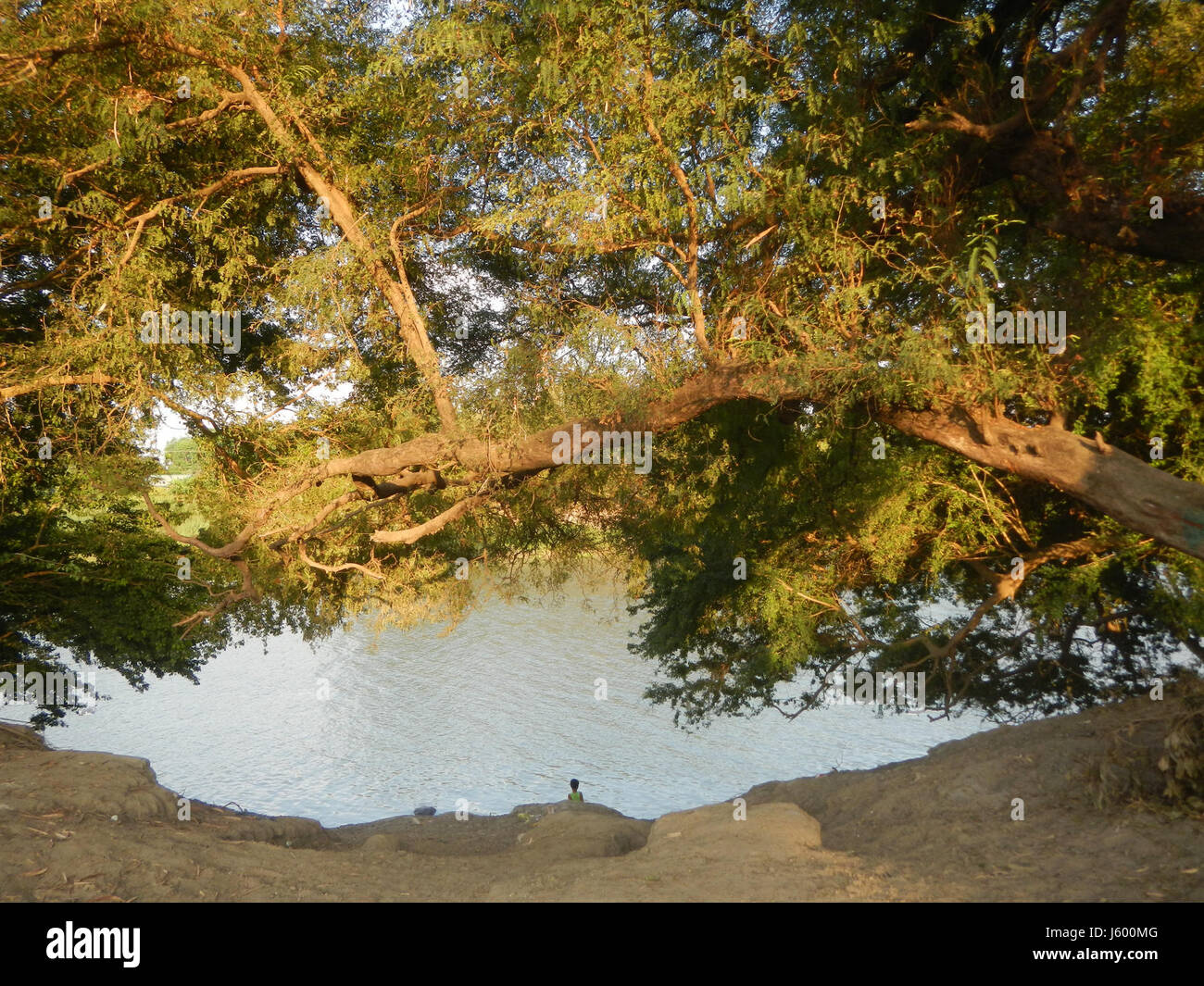 0148 Patrimonio albero Sampaloc Lanang Candaba Pampanga Tamarindus indica 25 Foto Stock