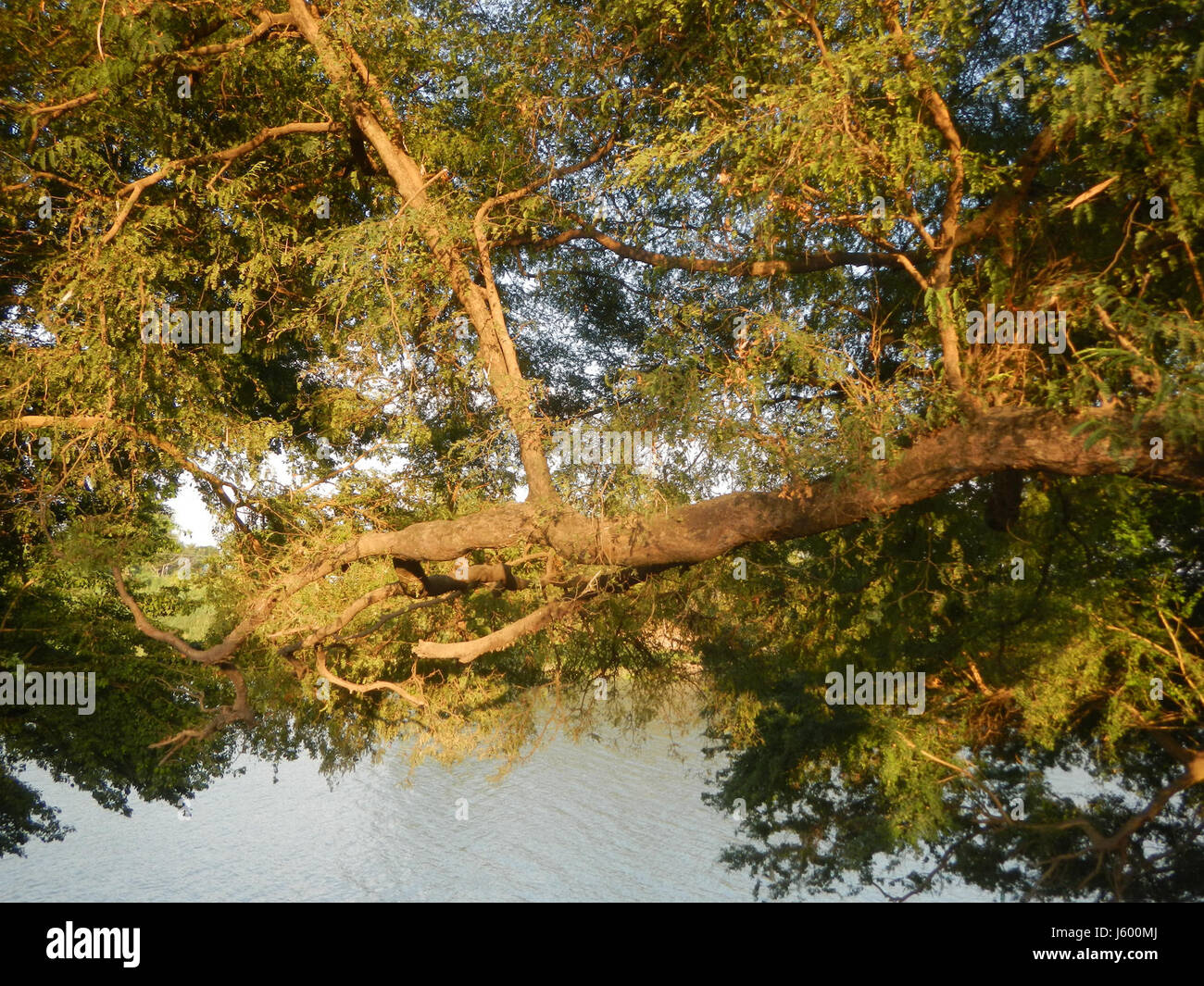 0148 Patrimonio albero Sampaloc Lanang Candaba Pampanga Tamarindus indica 27 Foto Stock