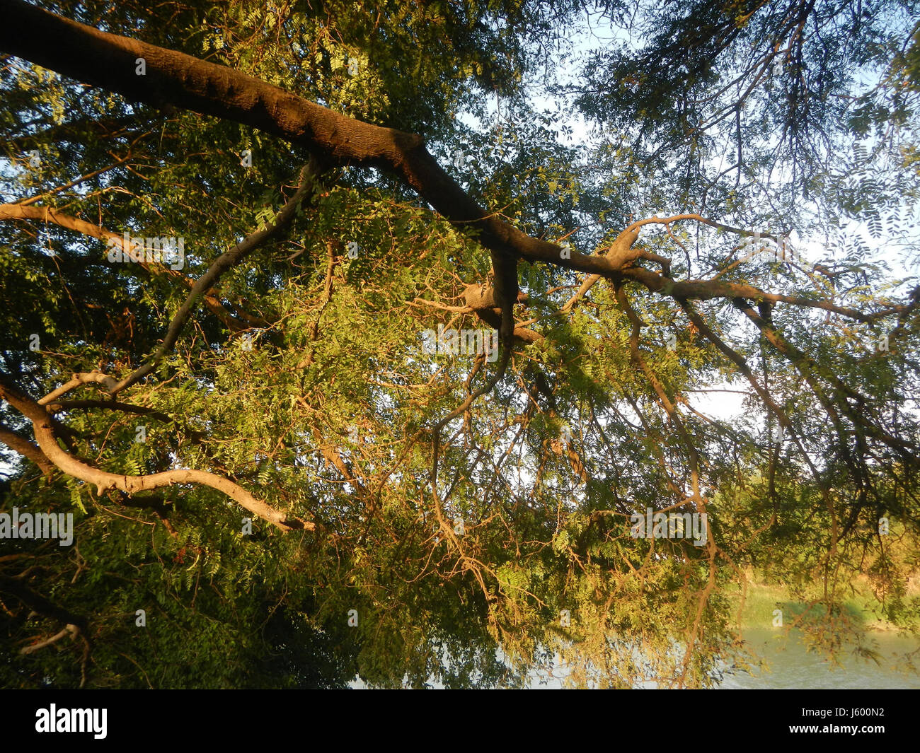 0148 Patrimonio albero Sampaloc Lanang Candaba Pampanga Tamarindus indica 35 Foto Stock