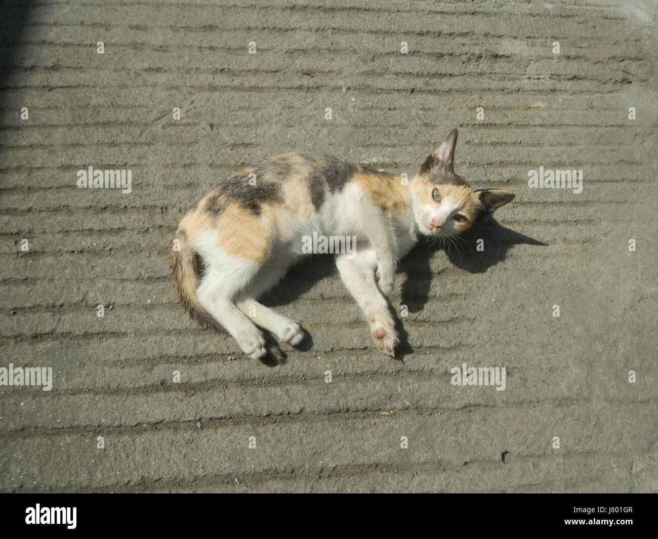 "Duhat" si riferisce a un albero da frutto nativo nelle Filippine, mentre "gatti nelle Filippine" parla probabilmente dei gatti addomesticati e del loro ruolo nella cultura e nella società filippina. Il riferimento combina questi due elementi in un contesto educativo o culturale. Foto Stock