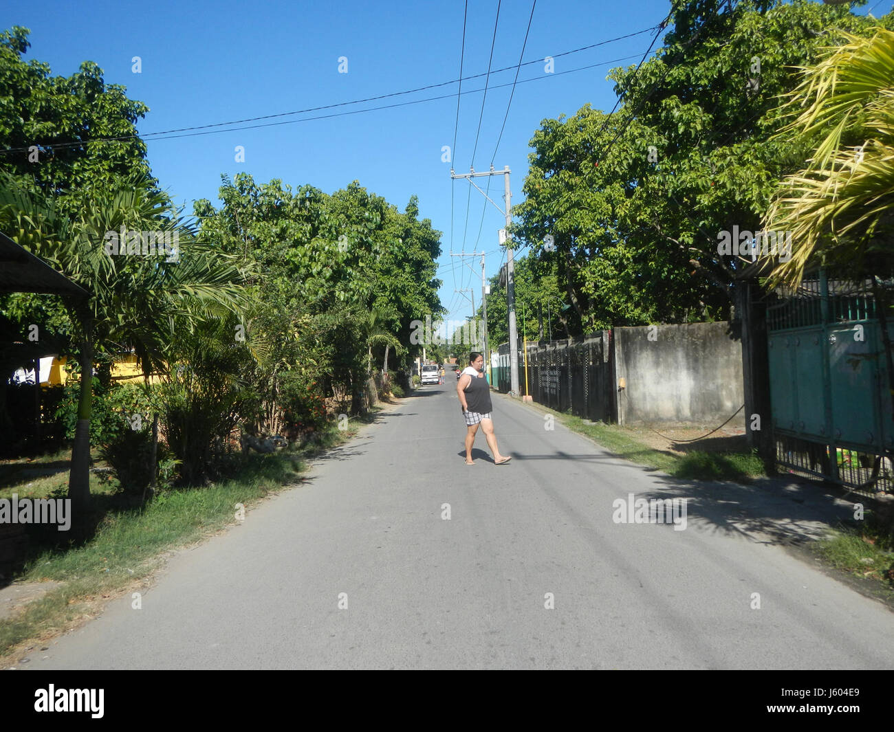 Il Diospyros Blancoi, noto anche come Mabolo, è un albero fruttifero che si trova a Plaridel, Bulacan. La costruzione di strade intorno alla regione migliora l'accesso alle aree locali, a vantaggio dell'agricoltura e delle comunità locali. Foto Stock