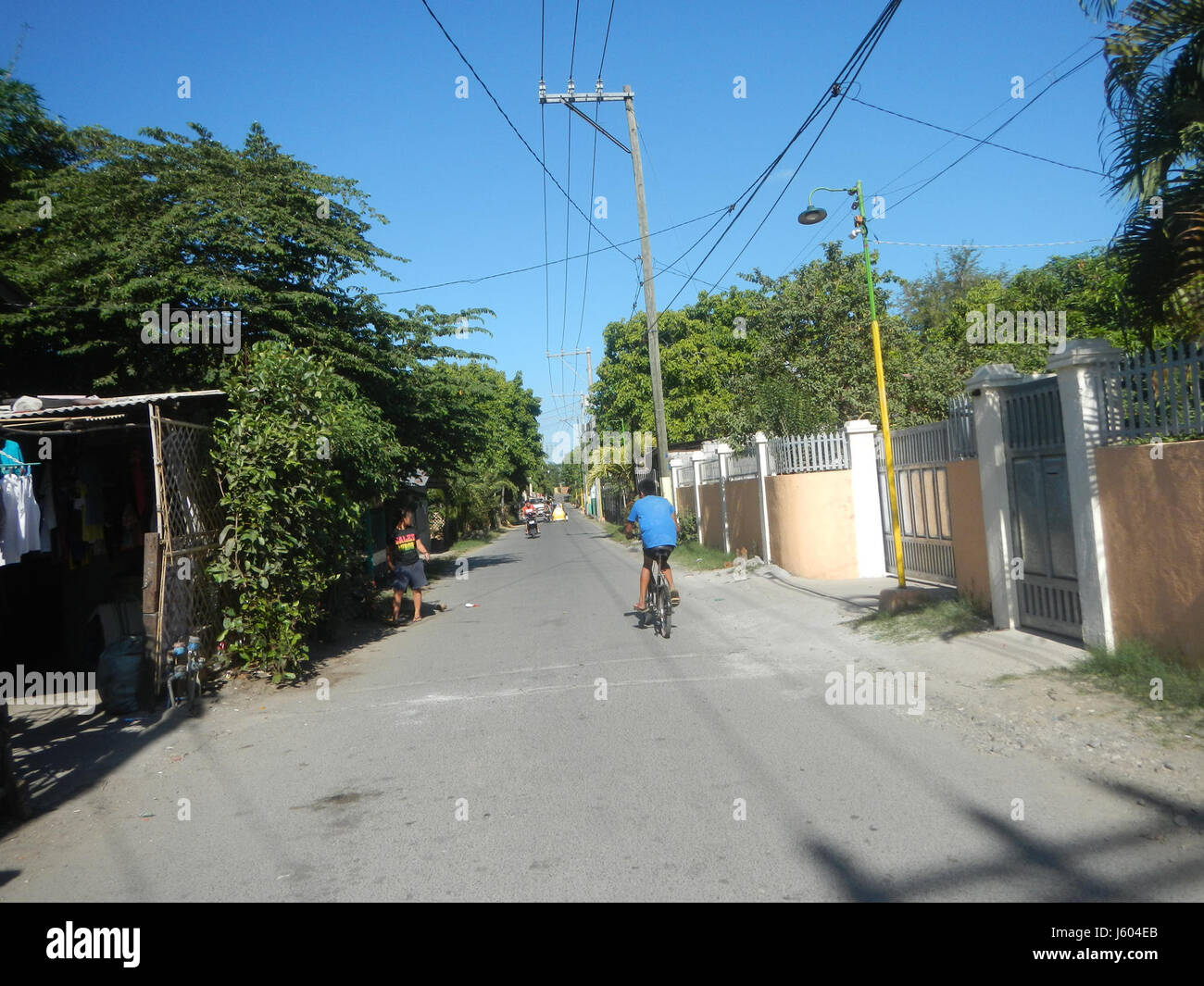 Il Diospyros blancoi, o albero di Mabolo, si trova lungo la strada a Dampol Rueda, Plaridel, Bulacan. Questa specie di alberi è significativa per i suoi frutti e legname, contribuendo all'agricoltura locale e alla biodiversità nella regione. Foto Stock