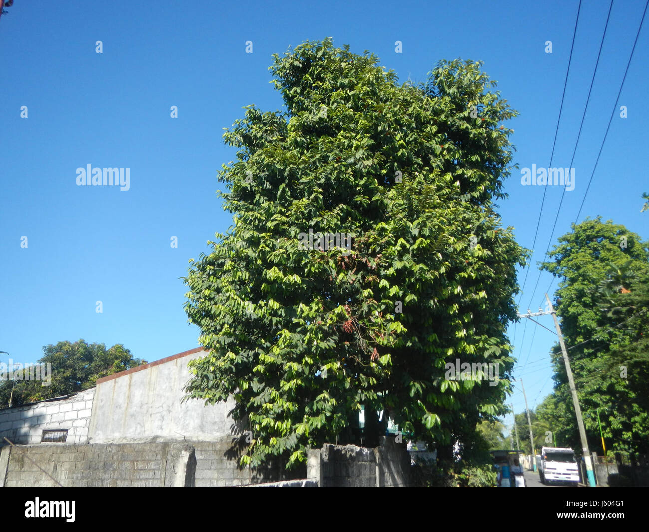 Questa immagine illustra le attività di costruzione che coinvolgono Diospyros blancoi, una specie di pianta, lungo la strada a Dampol Rueda, Plaridel, Bulacan, mettendo in evidenza l'agricoltura e lo sviluppo locali. Foto Stock