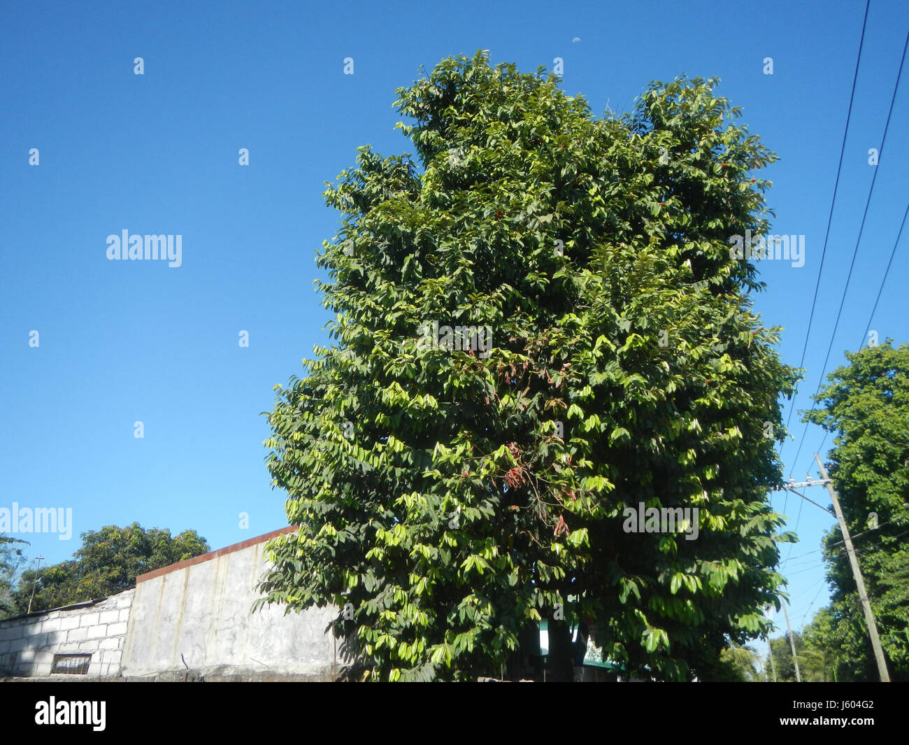 Costruzioni 04495 Diospyros blancoi Dampol Rueda Plaridel Bulacan Road 49 Foto Stock