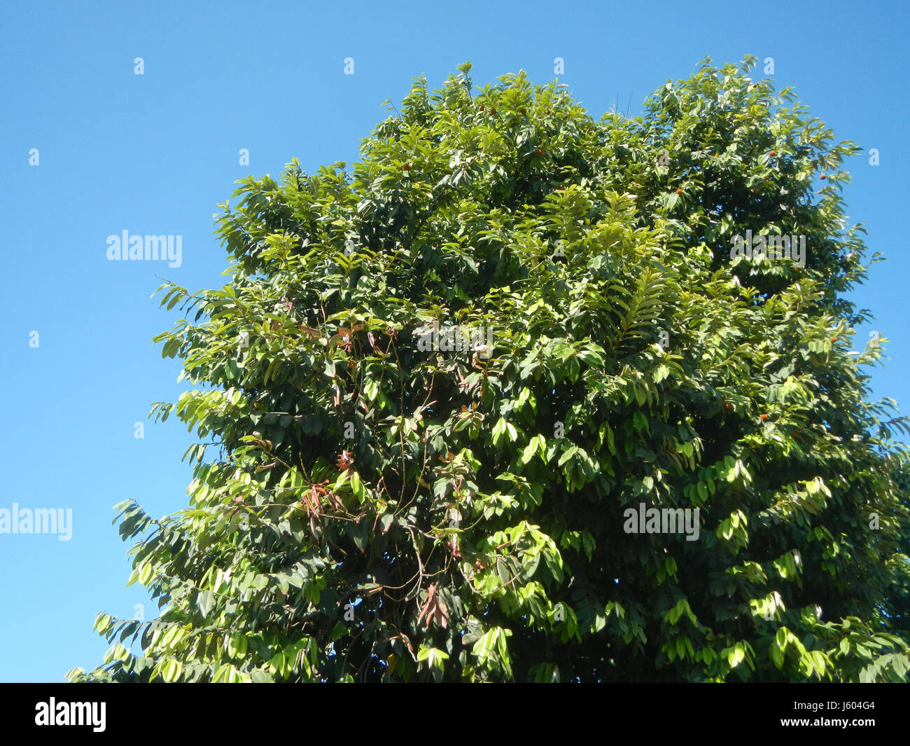 04544 Diospyros blancoi Dampol Rueda Plaridel Pungo Calumpit Bulacan 03 Foto Stock