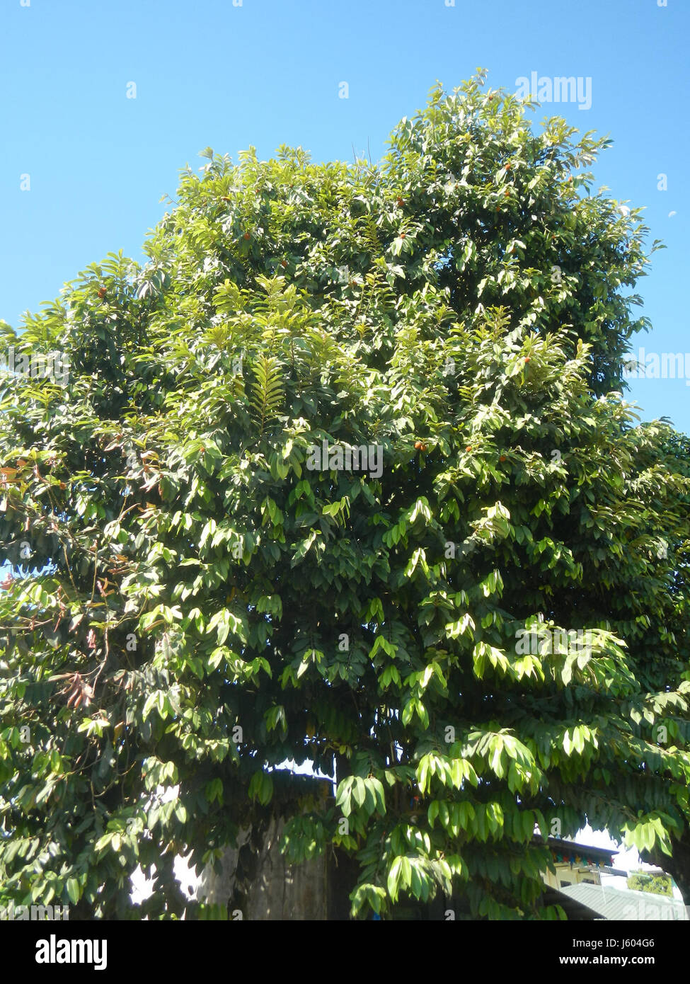 Questo riferimento sembra riferirsi a una specifica posizione e specie di piante, Diospyros blancoi, che si trovano nelle regioni di Dampol, Rueda, Plaridel, Pungo e Calumpit a Bulacan, Filippine. Potrebbe essere uno studio botanico o un'indagine. Foto Stock