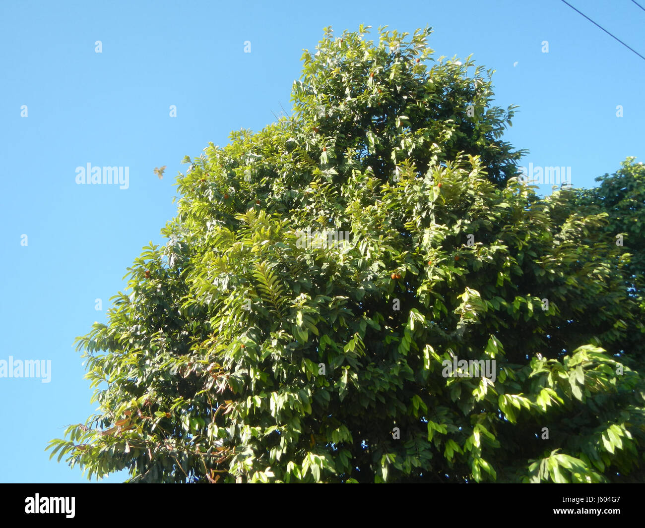 Questa immagine mostra Diospyros blancoi, una specie di albero originaria delle Filippine, situata a Dampol, Rueda, Plaridel e Calumpit, Bulacan, che mostra il suo ambiente naturale. Foto Stock