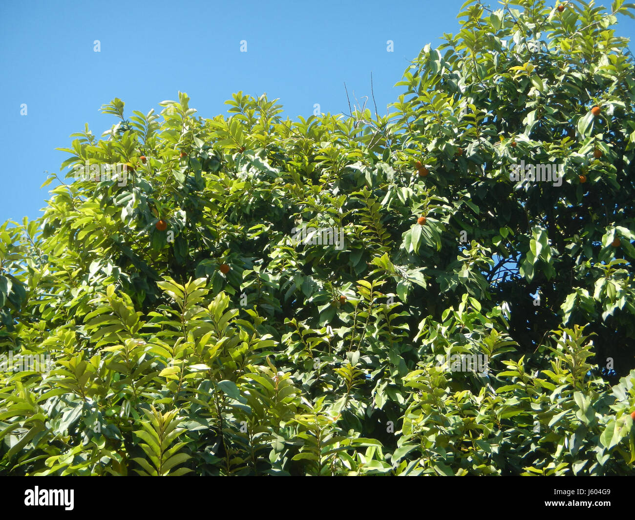 Il Diospyros blancoi, noto anche come Mabolo Fruit, è una specie che si trova in varie località delle Filippine, tra cui Dampol, Rueda, Plaridel, Pungo, e Calumpit a Bulacan. Foto Stock