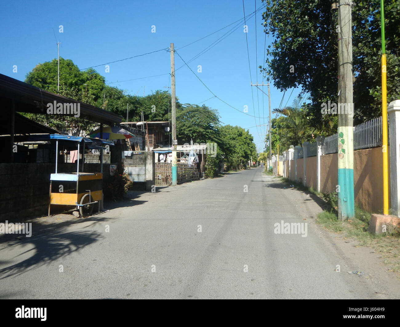 Diospyros blancoi, noto anche come Mabolo, è un albero fruttifero che si trova in regioni come Dampol, Rueda, Plaridel, Pungo e Calumpit a Bulacan, Filippine. La specie è nota per i suoi frutti commestibili ed è comunemente coltivata nella zona per il consumo agricolo e locale. Foto Stock