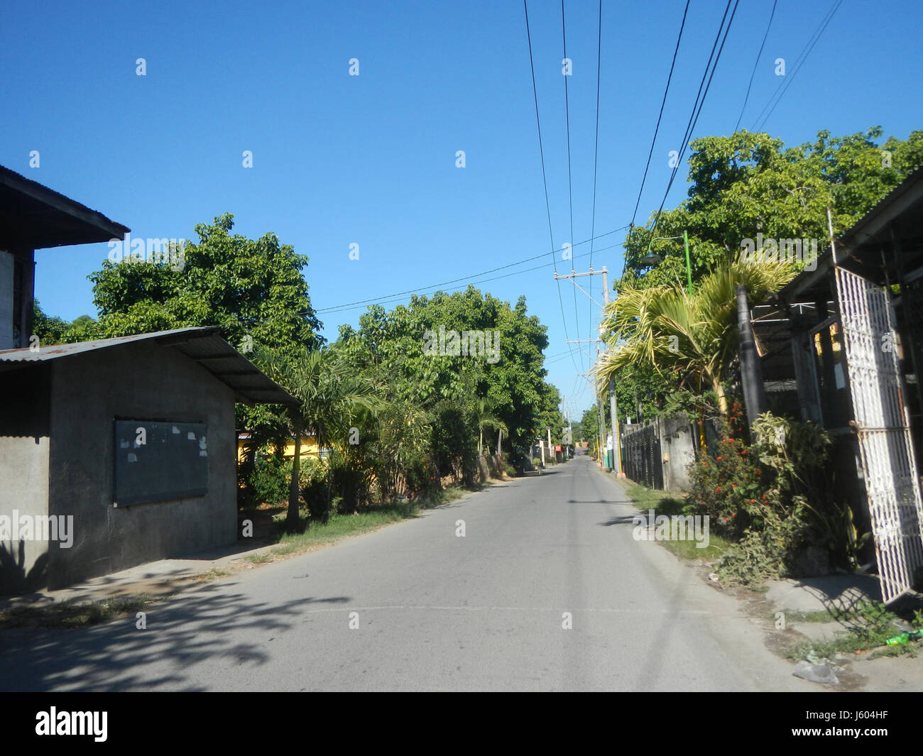 04544 Diospyros blancoi Dampol Rueda Plaridel Pungo Calumpit Bulacan 28 Foto Stock