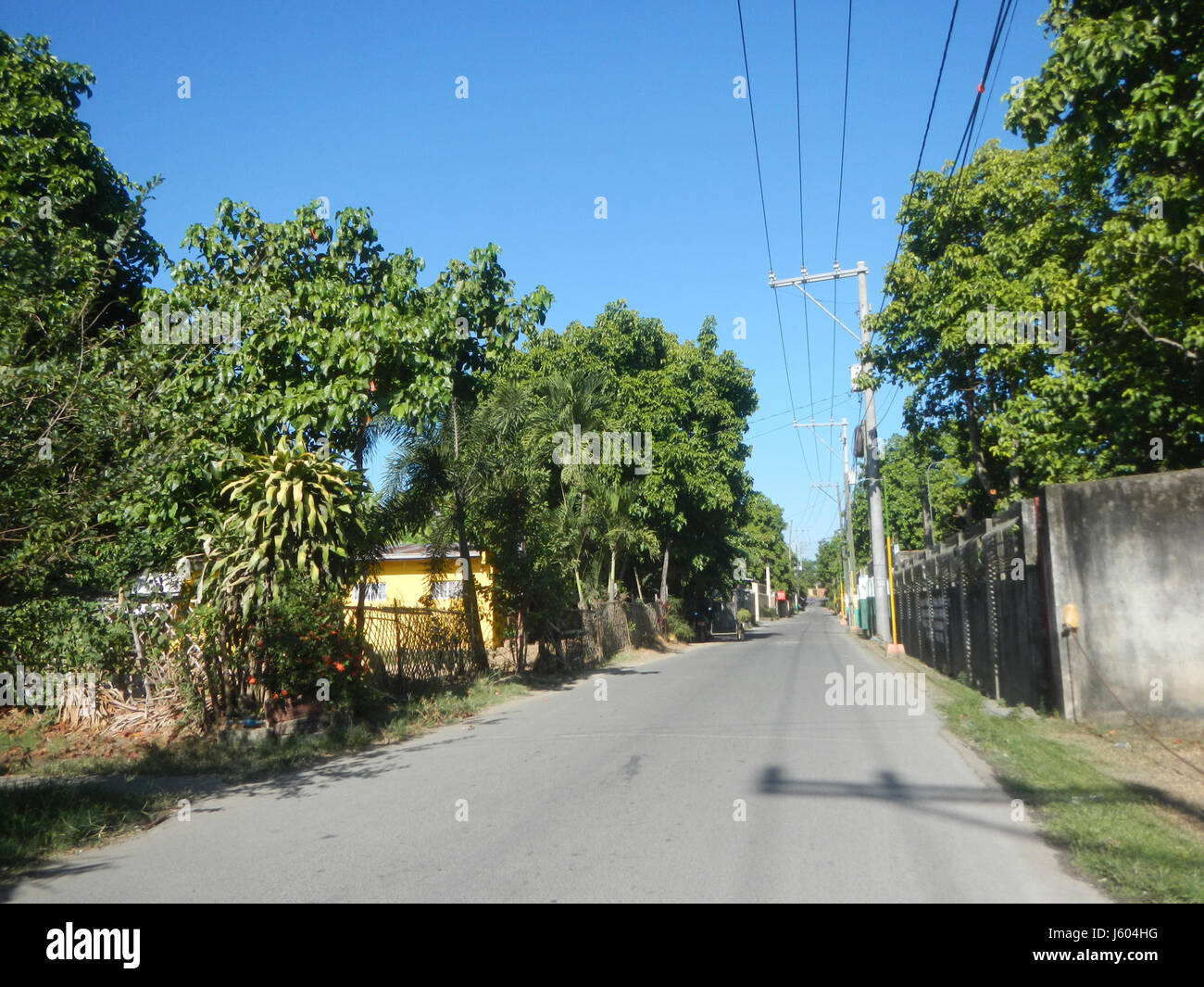 Questa voce descrive in dettaglio il Diospyros blancoi, una specie di albero originaria delle Filippine, che si trova in aree come Dampol, Rueda, Plaridel, Pungo e Calumpit a Bulacan. L'albero è significativo per la flora e la biodiversità locali. Foto Stock