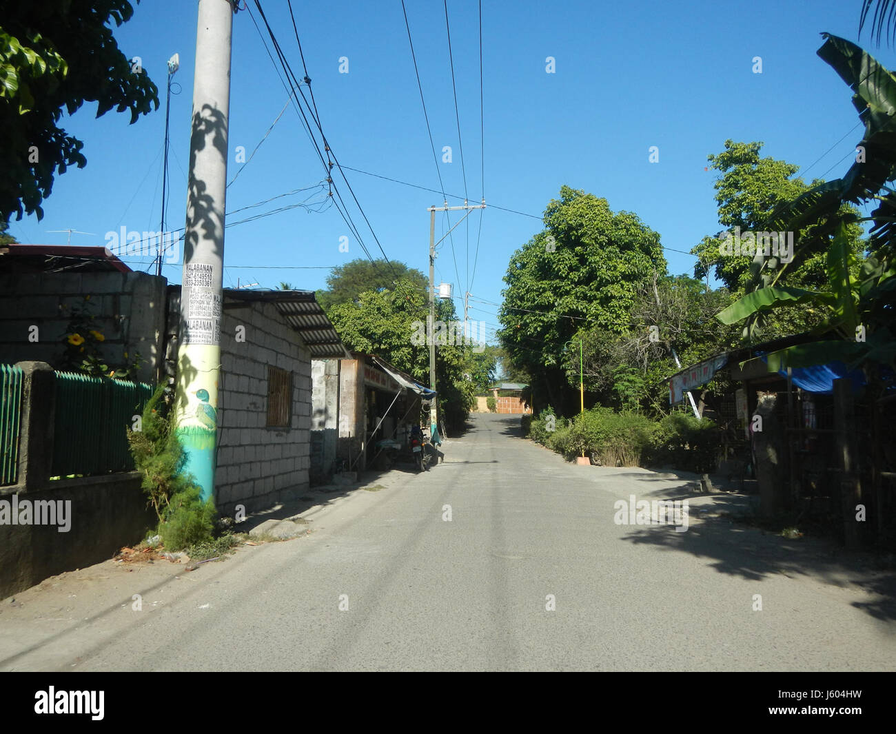 Il Diospyros blancoi, noto anche come Mabolo o Mabolo Fruit, è una specie di cachi diffusa nelle Filippine. Questo particolare esemplare è associato a Dampol, Rueda, Plaridel, Pungo e Calumpit a Bulacan. Il frutto è noto per il suo sapore distinto ed è spesso utilizzato nelle tradizioni culinarie locali. Foto Stock