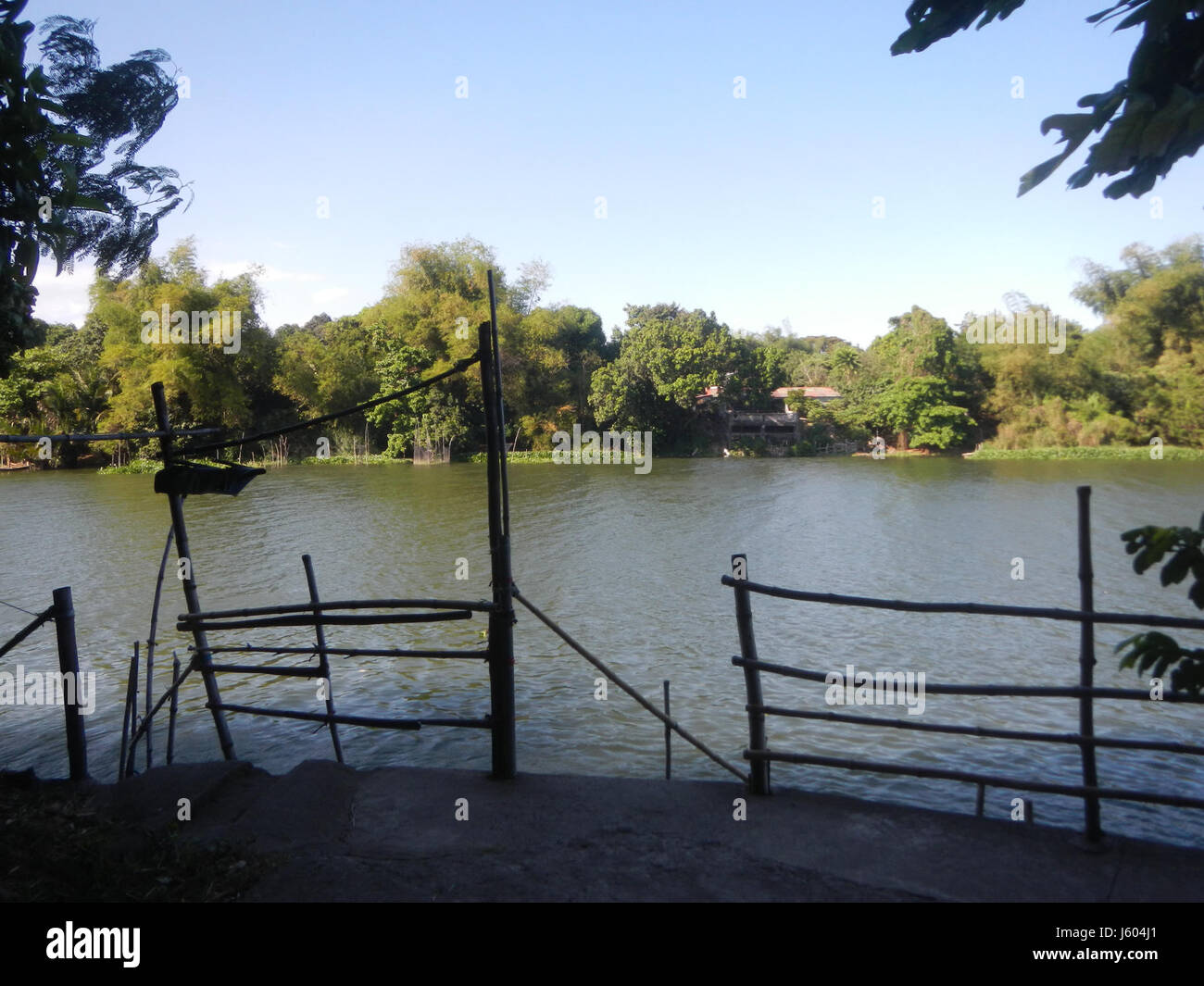 04544 Diospyros blancoi Dampol Rueda Plaridel Pungo Calumpit Bulacan 40 Foto Stock