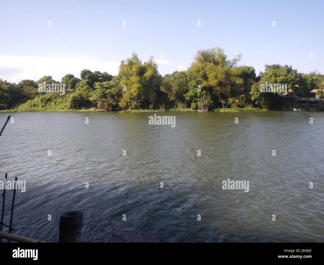 Diospyros blancoi, noto anche come Mabolo, è una specie di albero che si trova nelle Filippine, in particolare nelle regioni di Plaridel, Bulacan. È noto per i suoi frutti, che hanno usi culinari e medicinali. Foto Stock