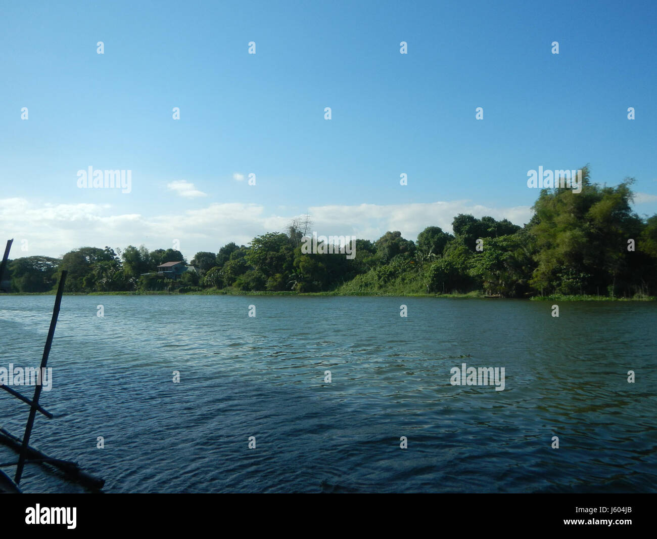 04544 Diospyros blancoi Dampol Rueda Plaridel Pungo Calumpit Bulacan 49 Foto Stock