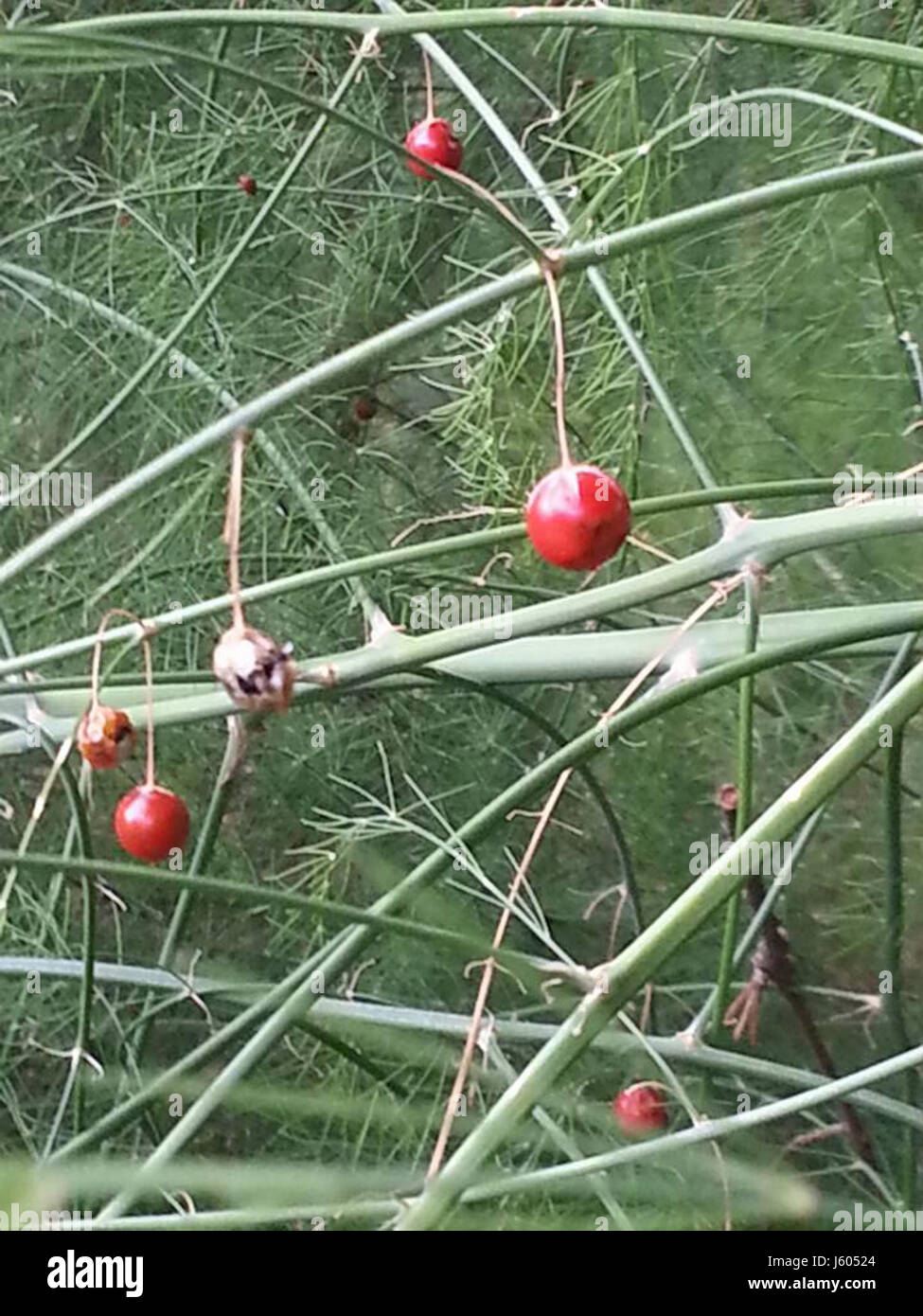 -365 asparagi bacche (20396684304) Foto Stock