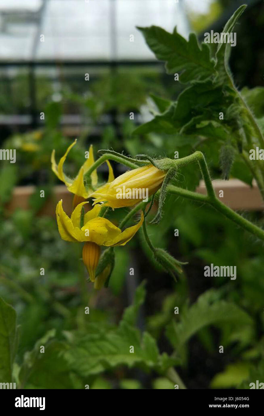 -365 fiori di pomodoro (27599254702) Foto Stock