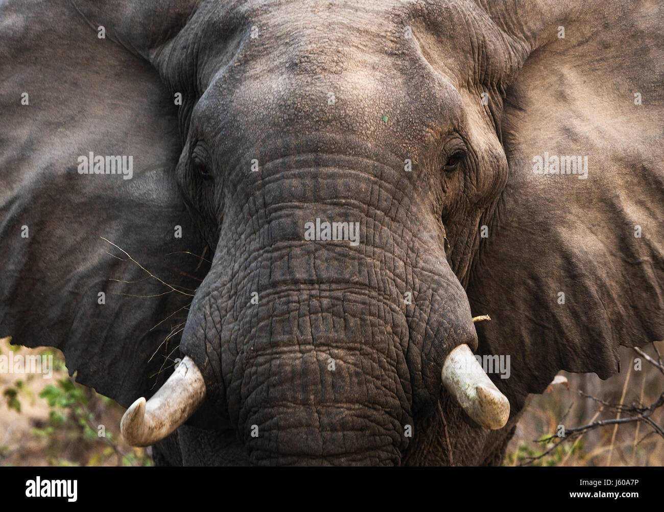 Ritratto dell'elefante primo piano. Zambia. Parco nazionale Lower Zambezi. Foto Stock