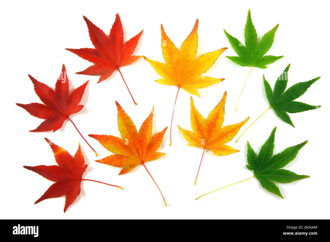 Verde foglia modello giapponese sfondo sfondo rosso giallo cadono le foglie di autunno Foto Stock