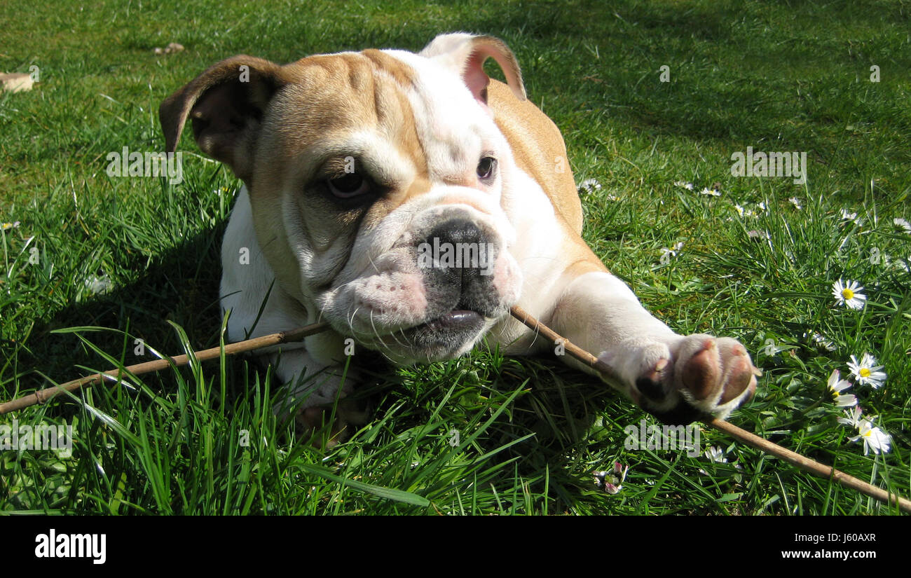 Cane cani cucciolo bulldog erba di prato verde erba mangiare mangiare mangia nibble di roditura Foto Stock