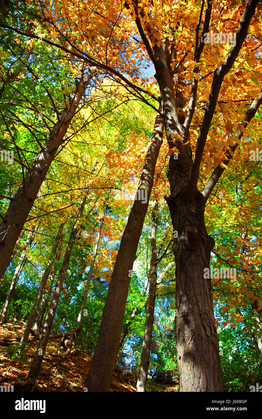 Tree parco di alberi da bosco foresta autunno autunno blu raggiungere le bellissime beauteously nice Foto Stock