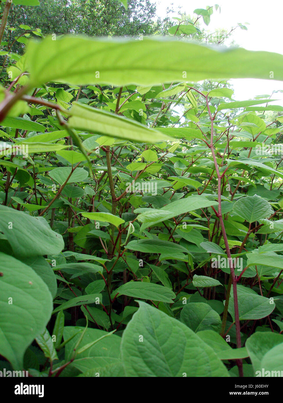 Impianto asiatico flora vegetale asiatico minaccia giapponese immigrato vegetale Foto Stock