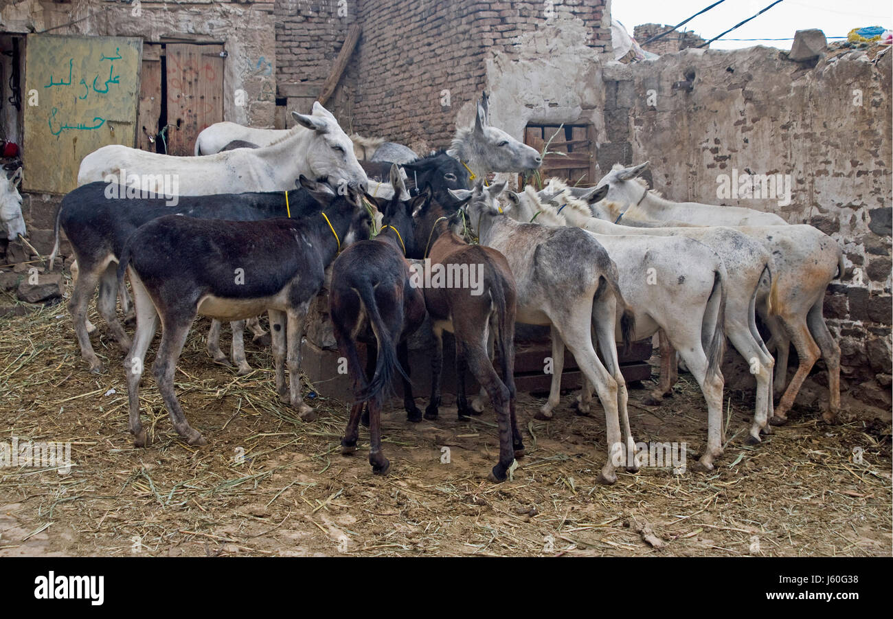 Casa vacanze vacanze vacanze Fattoria degli asini polizia saudita oriente yemen Foto Stock