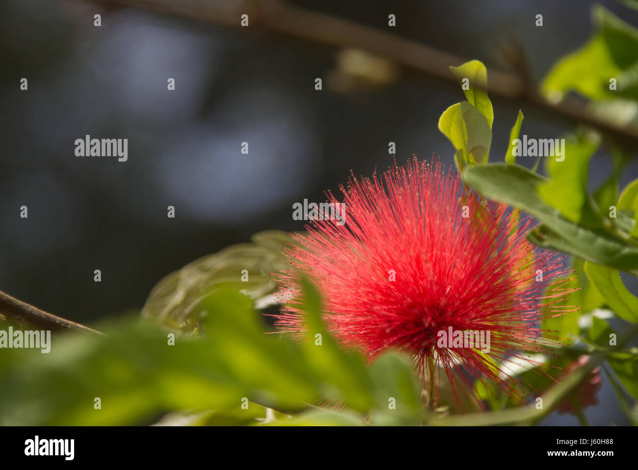 Red thingie cresce su un albero Foto Stock