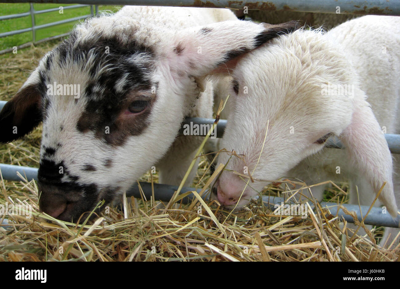 In bianco e nero di agnello Foto Stock