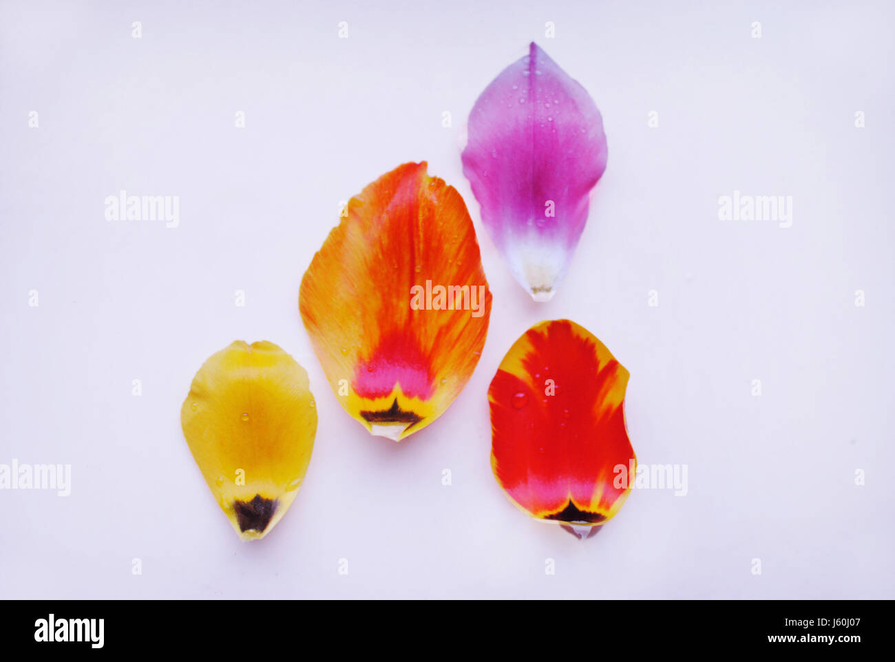 Tulip colorati petali, rosso, giallo, rosa e arancione su sfondo bianco. Foto Stock